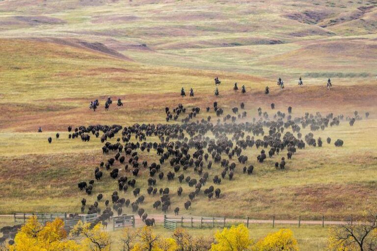 bison herd 2