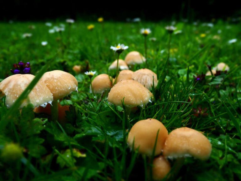 mushrooms in the grass 2