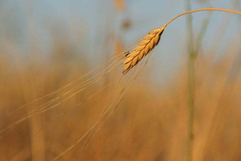 einkorn grain wheat healthy vegetarian 2