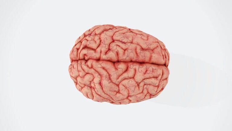 healthy brain bloodflow 2