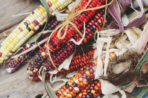 heirloom corn