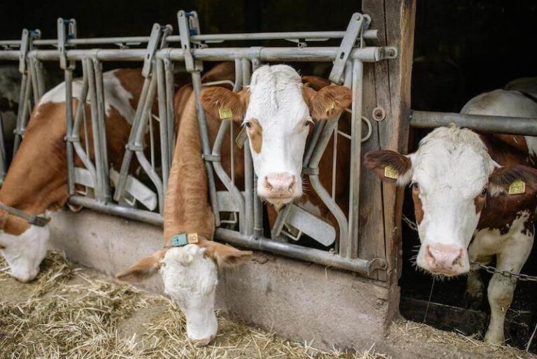 feedlot dairy cows 3