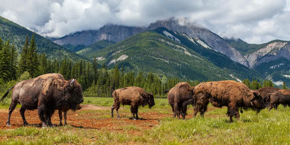 wild bison herd in Yellowstone