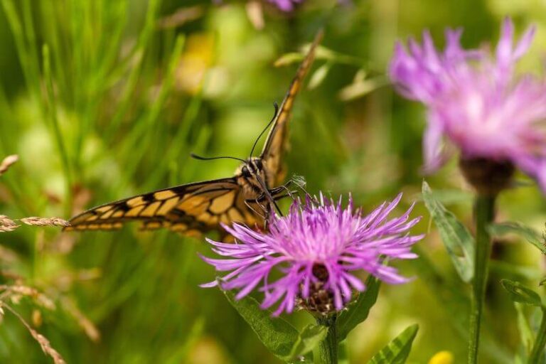 yellow butterfly thistle flower 2