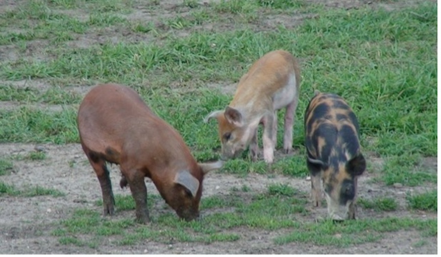 Iowa Willis Farm pigs on pasture 2009 1