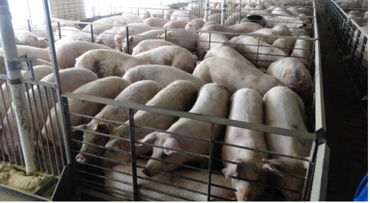 new Iowa factory farm hogs 2011