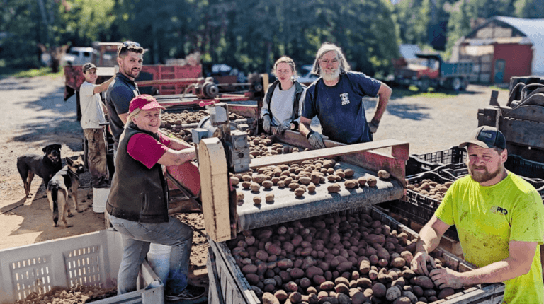 Wood Prairie Farm organic potato crew hard at work