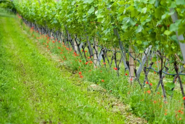 holistic vineyard