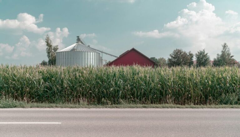 corn on family farm