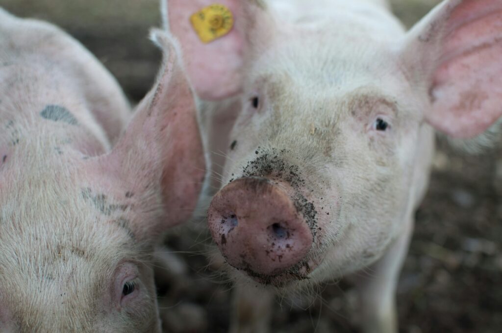 factory farm pigs ractopamine
