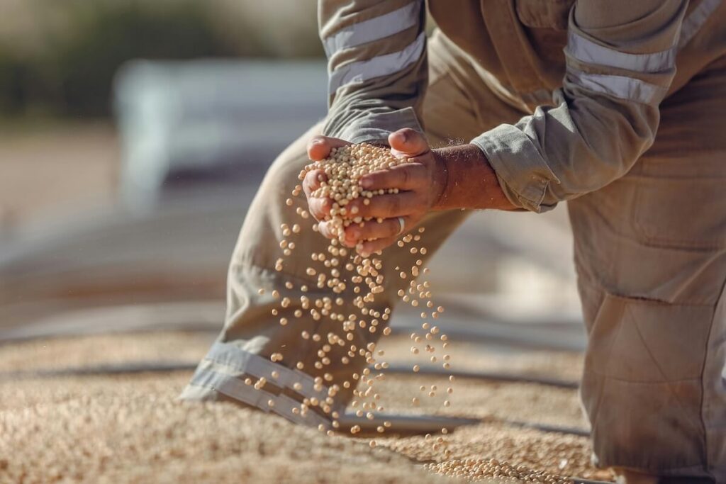soybean harvest Brazil
