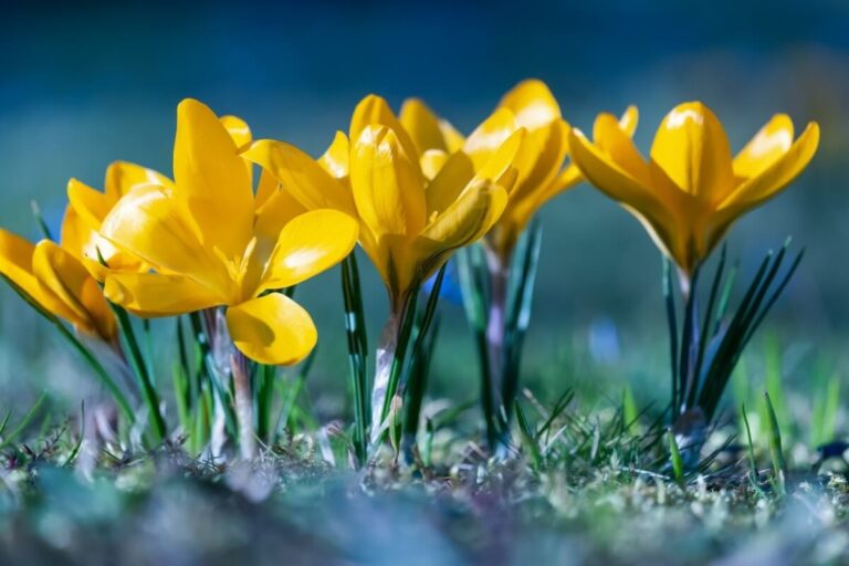 Prairie springs crocus flowers