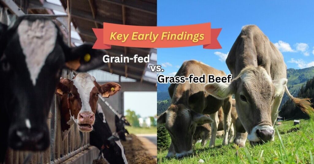 grainfed vs grassfed beef key findings
