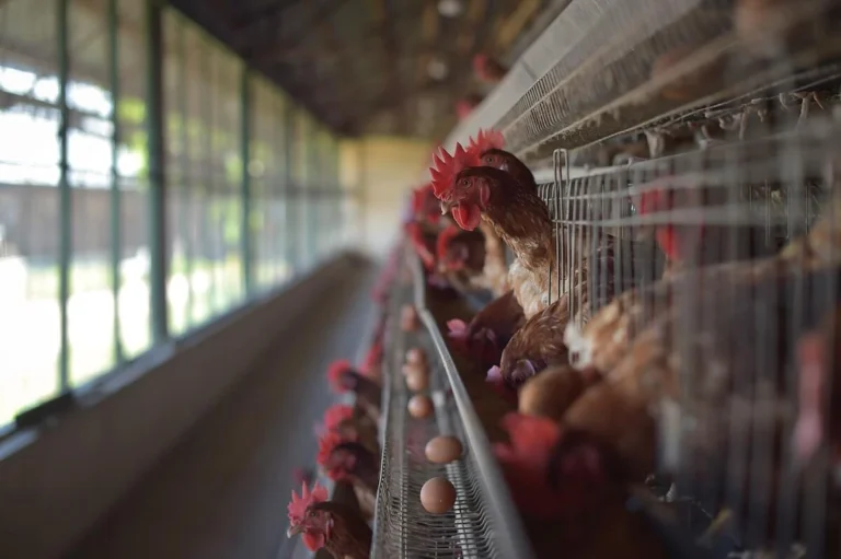 Poultry 2