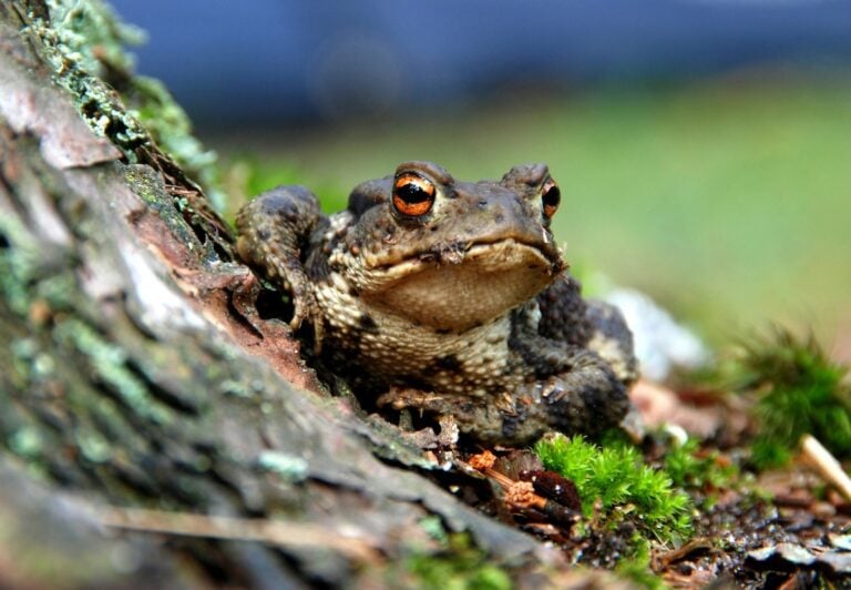 frogs