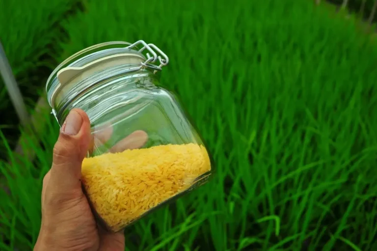 Golden rice in a far held in front of a rice paddy