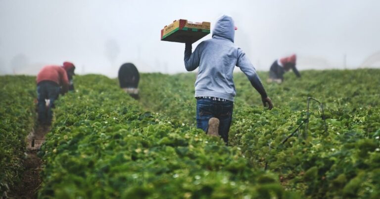 agriculture workers in lettuce field
