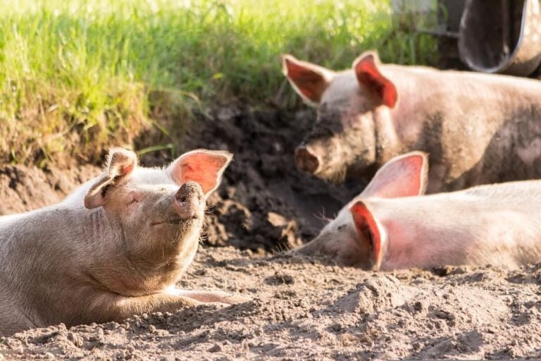pasture hogs 2