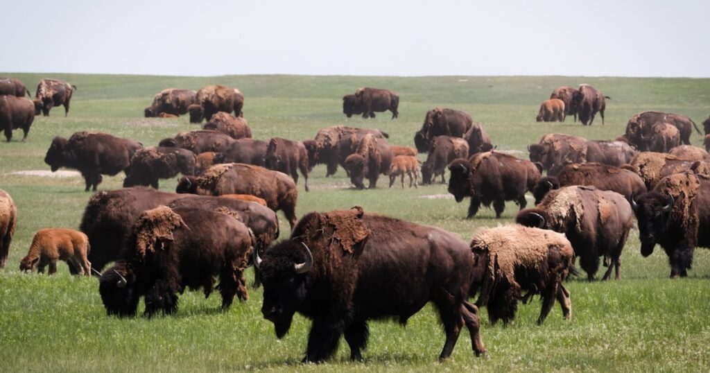 bison herd genetics