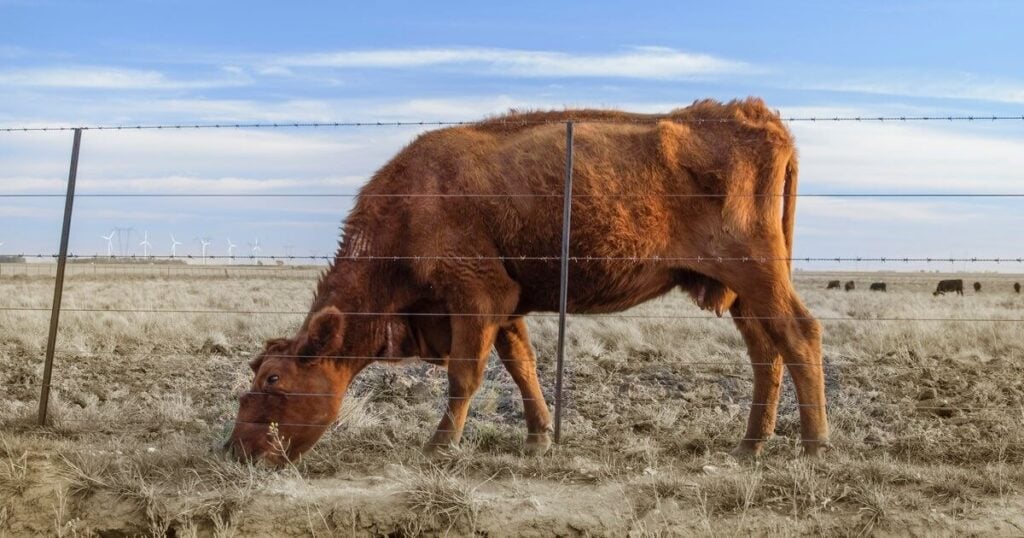 cow drought 2