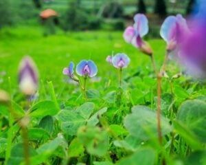 pea flower nitrogen fixer cover crop